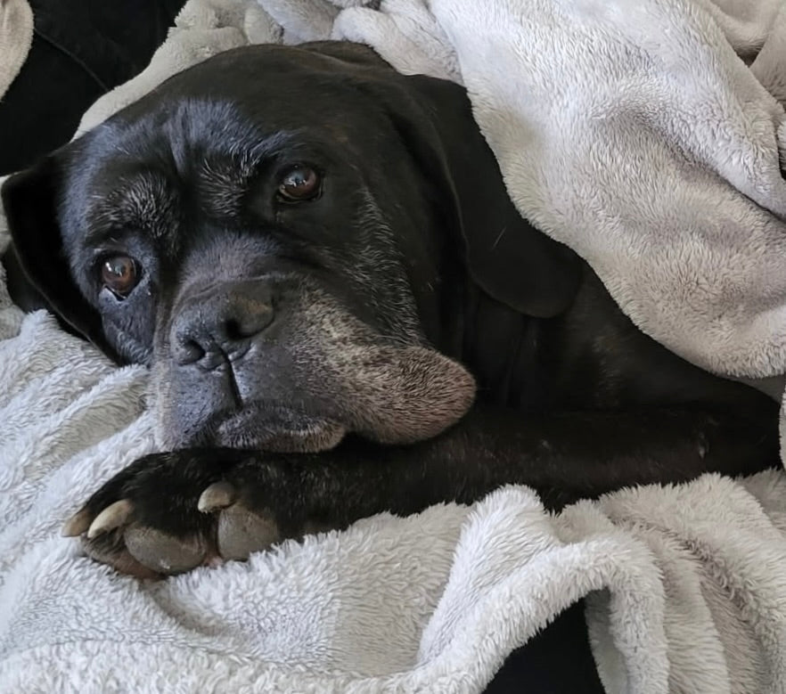 Laïco, mon géant au cœur tendre 🤍